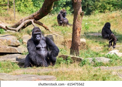 Group Of Western Lowland Gorillas (Gorilla Gorilla Gorilla) With An Silverback Alpha Male  