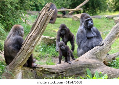 Group Of Western Lowland Gorillas (Gorilla Gorilla Gorilla) With An Silverback Alpha Male  