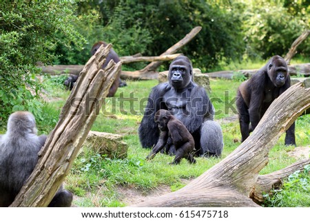Group of western lowland gorillas (Gorilla gorilla gorilla) with an silverback alpha male  