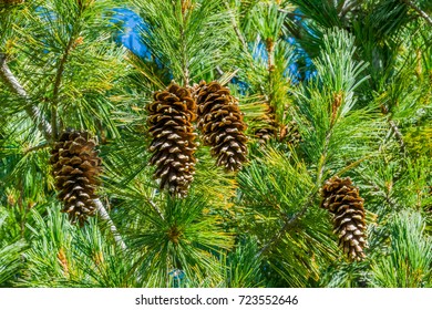 Group Of Western White Pine Cones