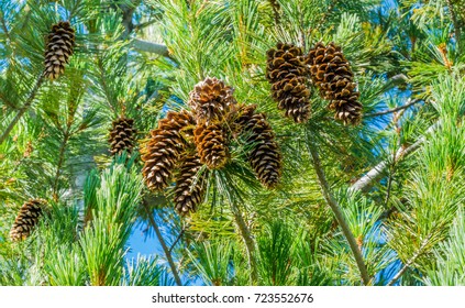 Group Of Western White Pine Cones