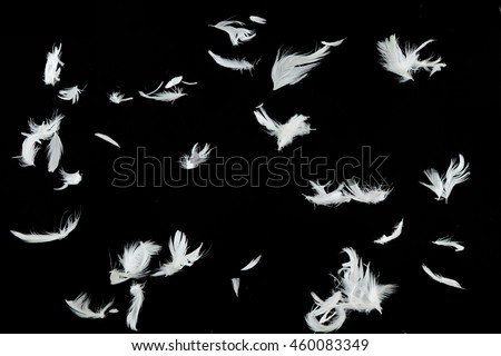 Group of white bird feathers falling down over black background