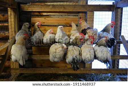 Group of white chickens sitting on the roost in the chicken coop
