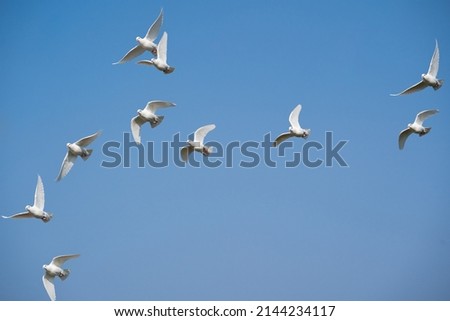 Group of white doves while flying in the blue sky