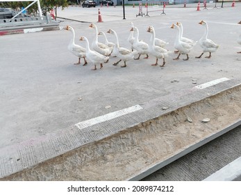 A Group Of White Ducks Walking In A Row