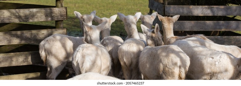 A Group Of White Fawns Looking At Something Interesting, Turning Their Backs Towards The Camera. Symbol For Curiousity And (not) Paying Attention.