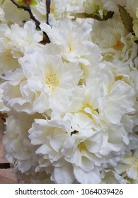 group of white flowers for interior decoration