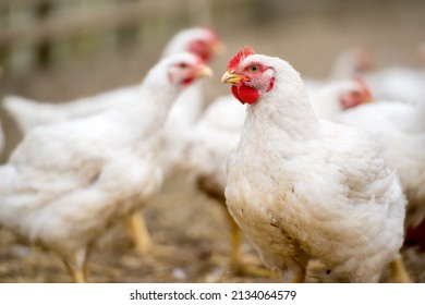 Group of white free range chicken, broilers farm.