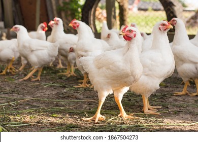 Group Of White Free Range Chicken,broilers