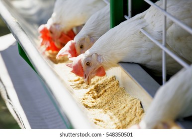 Group of white hens pecking fourages from the trough