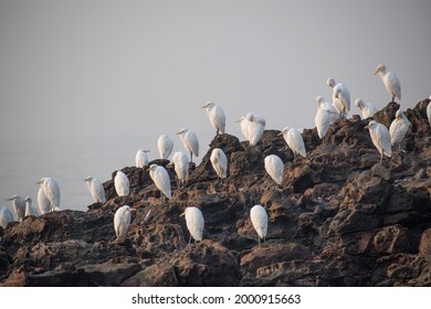 group of white heron birds (egret) breeding and standing near coastal line