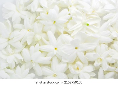 Group white Jasmine flower top view texture background. - Shutterstock ID 2152759183