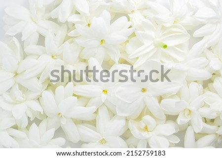 Group white Jasmine flower top view texture background.