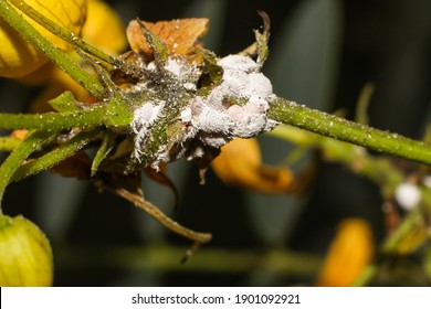 Group White Mealybugs Coccidae Pest Insects Stock Photo 1901092921 ...