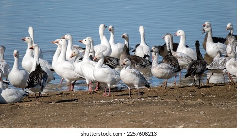 A group of white morph and blue morph snow geese - Shutterstock ID 2257608213