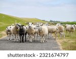 A group of white and one black sheep on a road near the sea dike in Friesland The Netherlands under a blue sky.