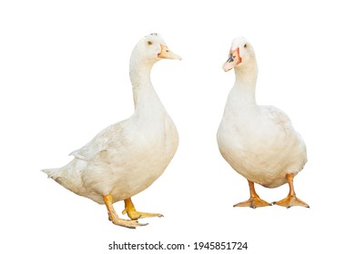 Group White Pekin Ducks Isolated On White Background. Diary Duck Cut Out.