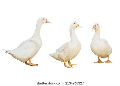 Group White Pekin Ducks Isolated On White Background. Diary Duck Cut Out.