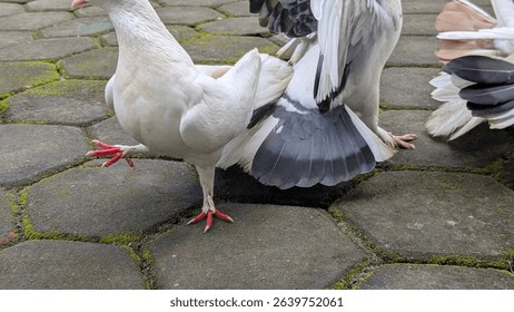 Group of white pigeons standing on stone pavement, some interacting playfully. Urban setting with mossy bricks in the background. Close-up view