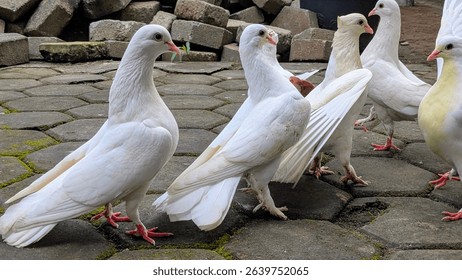 Group of white pigeons standing on stone pavement, some interacting playfully. Urban setting with mossy bricks in the background. Close-up view