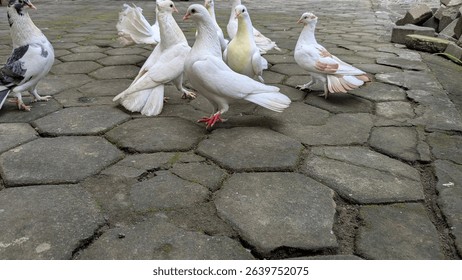 Group of white pigeons standing on stone pavement, some interacting playfully. Urban setting with mossy bricks in the background. Close-up view