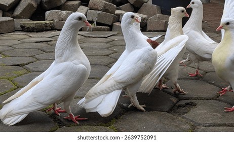 Group of white pigeons standing on stone pavement, some interacting playfully. Urban setting with mossy bricks in the background. Close-up view
