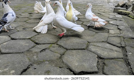 Group of white pigeons standing on stone pavement, some interacting playfully. Urban setting with mossy bricks in the background. Close-up view