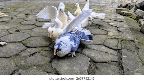 Group of white pigeons standing on stone pavement, some interacting playfully. Urban setting with mossy bricks in the background. Close-up view