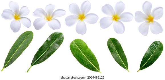 Group Of White Plumeria Frangipani Flowers ( Leelawadee ) Leavese On White Background. Thai Beautiful And Awesome Flowers, Tropical And Hawai Flower.