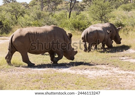 A group of white rhinos (Ceratotherium simum) (square-lipped rhinoceros), in Matobo National Park, Zimbabwe, Africa