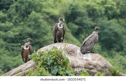group of white rumped vulture sitting on  rock ghachok pokhara nepal