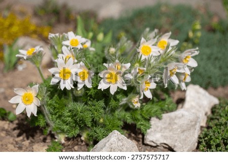 Group of white spring easter flowers (Pulsatilla patens) blooming in the alpine garden, close up