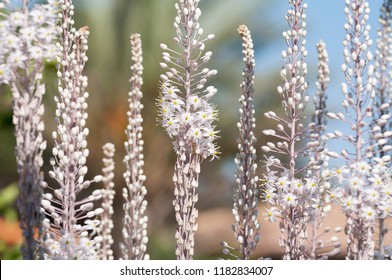 Group Of White Squill