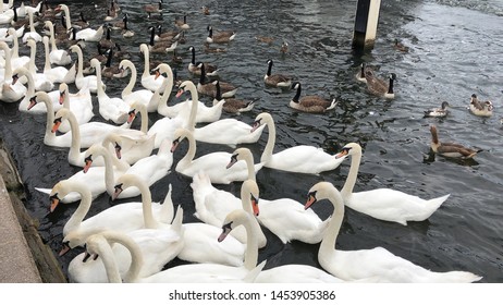 Group Of White Swans On River Thames, Windsor, England
