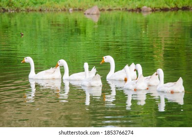 A Group Of White Swans Swimming In A Beautiful Green Pond In Pasuruan, East Java, Indonesia