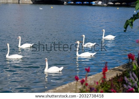 Group of white swans swimming on Lake Zurich on a sunny summer day. Photo taken August 23rd, 2021, Zurich, Switzerland.
