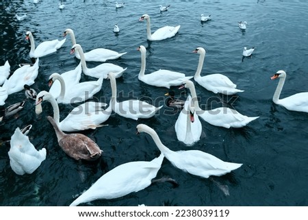 familiar Green Swan Waves