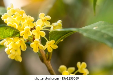 Group of white Sweet osmanthus flowers or Sweet olive flowers blossom on its tree in spring time - Shutterstock ID 1561258069