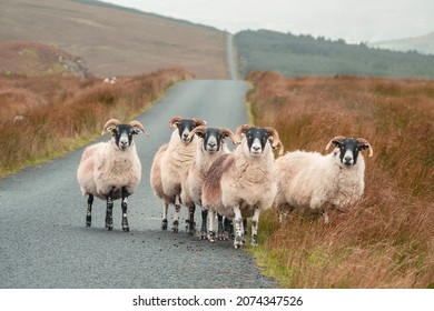Group of white wool sheep on straight road in a mountains. Highland of Ireland. Agriculture and farming industry. Pastel color.
