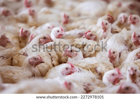 Group of white young hens in coop