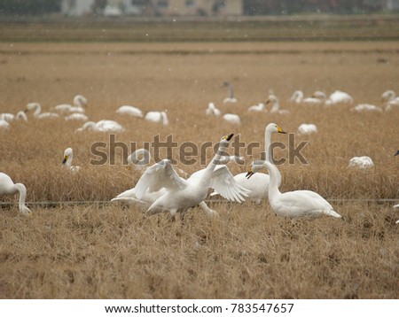 A group of whooper swan seeking food in a harvested rice field and two of swan start fighting.