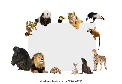 Group Of Wild Animals Around A Blank Poster In Front Of A White Background