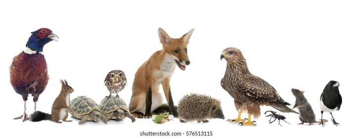 Group Of Wild Animals In Europe In Front Of White Background