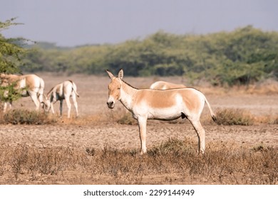 A group of wild ass grazing in the deserts of lesser rann of kutch inside Wild Ass Sanctuary during a safari inside the park