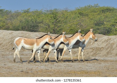Group of wild ass rest in wild ass Sanctury, Little Rann of Kutch, Gujarat, India 