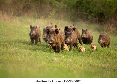 Group of wild boars, sus scrofa, running in spring nature. Action wildlife scenery of a family with small piglets moving fast forward to escape from danger. - Shutterstock ID 1253589994