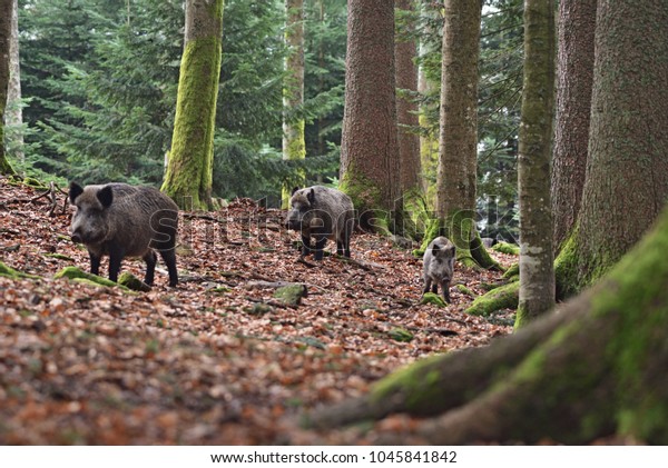 Group Wild Boars Sus Scrofa Wild Stock Photo 1045841842 | Shutterstock