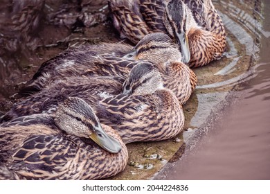 A group of wild brown ducks resting by the pond on a rainy summer day. Wildlife, waterfowl in natural conditions.