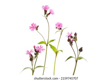 Group of wild campion wildflowers isolated against white - Shutterstock ID 2159745707
