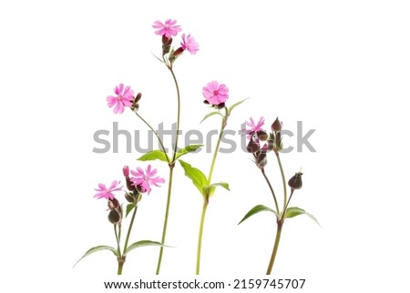 Group of wild campion wildflowers isolated against white